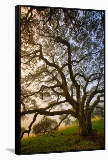 Mysterious Winter Oak, Petaluma, Sonoma County-Vincent James-Framed Stretched Canvas