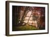 Mysterious Wood-Philippe Sainte-Laudy-Framed Photographic Print