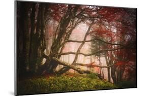 Mysterious Wood-Philippe Sainte-Laudy-Mounted Photographic Print