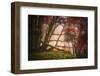 Mysterious Wood-Philippe Sainte-Laudy-Framed Photographic Print