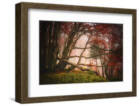 Mysterious Wood-Philippe Sainte-Laudy-Framed Photographic Print