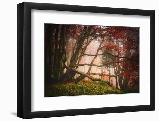 Mysterious Wood-Philippe Sainte-Laudy-Framed Photographic Print