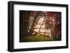 Mysterious Wood-Philippe Sainte-Laudy-Framed Photographic Print