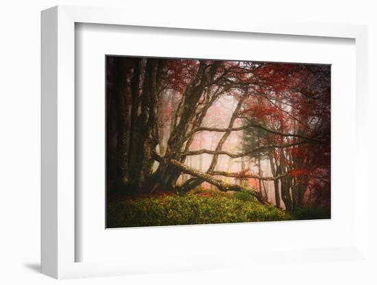 Mysterious Wood-Philippe Sainte-Laudy-Framed Photographic Print