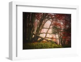 Mysterious Wood-Philippe Sainte-Laudy-Framed Photographic Print