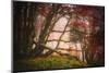 Mysterious Wood-Philippe Sainte-Laudy-Mounted Photographic Print