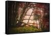Mysterious Wood-Philippe Sainte-Laudy-Framed Stretched Canvas