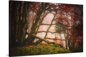 Mysterious Wood-Philippe Sainte-Laudy-Stretched Canvas