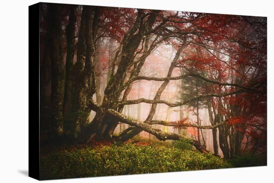 Mysterious Wood-Philippe Sainte-Laudy-Stretched Canvas