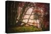 Mysterious Wood-Philippe Sainte-Laudy-Stretched Canvas