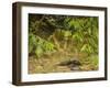 Mystery at Barnes Creek, Olympic National Park, Washington-Michael Qualls-Framed Photographic Print