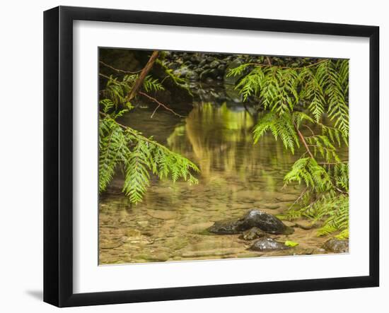 Mystery at Barnes Creek, Olympic National Park, Washington-Michael Qualls-Framed Photographic Print