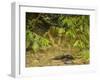 Mystery at Barnes Creek, Olympic National Park, Washington-Michael Qualls-Framed Photographic Print