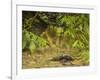 Mystery at Barnes Creek, Olympic National Park, Washington-Michael Qualls-Framed Photographic Print