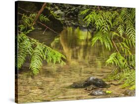 Mystery at Barnes Creek, Olympic National Park, Washington-Michael Qualls-Stretched Canvas