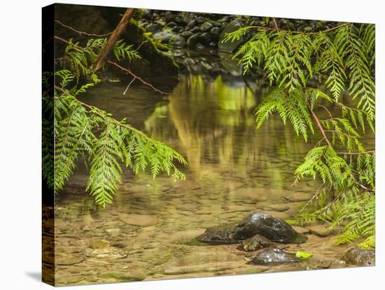 Mystery at Barnes Creek, Olympic National Park, Washington-Michael Qualls-Stretched Canvas
