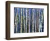 Mystery of Trees-Birches-Sharon Pitts-Framed Giclee Print