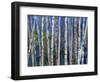 Mystery of Trees-Birches-Sharon Pitts-Framed Giclee Print