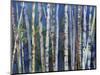 Mystery of Trees-Birches-Sharon Pitts-Mounted Giclee Print