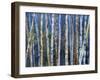 Mystery of Trees-Birches-Sharon Pitts-Framed Giclee Print