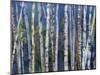 Mystery of Trees-Birches-Sharon Pitts-Mounted Giclee Print