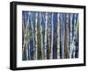 Mystery of Trees-Birches-Sharon Pitts-Framed Premium Giclee Print