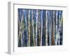 Mystery of Trees-Birches-Sharon Pitts-Framed Premium Giclee Print