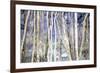 Mystery of Trees II-Sharon Pitts-Framed Giclee Print