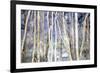 Mystery of Trees II-Sharon Pitts-Framed Giclee Print