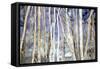 Mystery of Trees II-Sharon Pitts-Framed Stretched Canvas