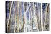 Mystery of Trees II-Sharon Pitts-Stretched Canvas