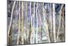 Mystery of Trees II-Sharon Pitts-Mounted Giclee Print