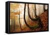 Mystic Autumn Forest-Stefan Hefele-Framed Stretched Canvas