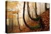 Mystic Autumn Forest-Stefan Hefele-Stretched Canvas