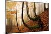 Mystic Autumn Forest-Stefan Hefele-Mounted Giclee Print