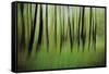 Mystic Forest 0921-Rica Belna-Framed Stretched Canvas
