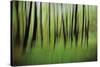 Mystic Forest 0921-Rica Belna-Stretched Canvas