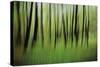 Mystic Forest 0921-Rica Belna-Stretched Canvas