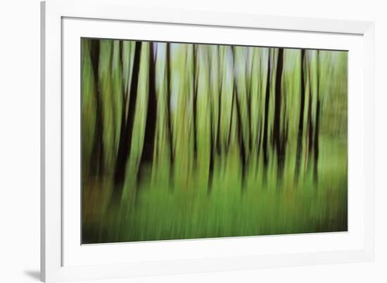 Mystic Forest 0921-Rica Belna-Framed Giclee Print