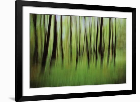 Mystic Forest 0921-Rica Belna-Framed Giclee Print