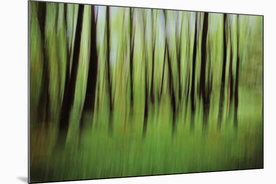 Mystic Forest 0921-Rica Belna-Mounted Giclee Print