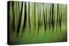 Mystic Forest 0921-Rica Belna-Stretched Canvas