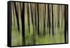 Mystic Forest 1251-Rica Belna-Framed Stretched Canvas