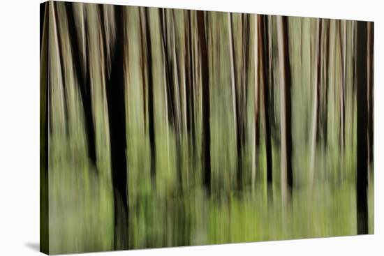 Mystic Forest 1251-Rica Belna-Stretched Canvas