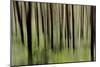 Mystic Forest 1251-Rica Belna-Mounted Giclee Print