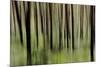 Mystic Forest 1251-Rica Belna-Mounted Giclee Print