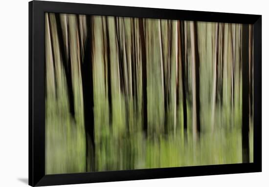 Mystic Forest 1251-Rica Belna-Framed Giclee Print