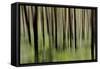 Mystic Forest 1251-Rica Belna-Framed Stretched Canvas