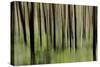 Mystic Forest 1251-Rica Belna-Stretched Canvas