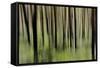 Mystic Forest 1251-Rica Belna-Framed Stretched Canvas